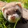 ferret_2866468