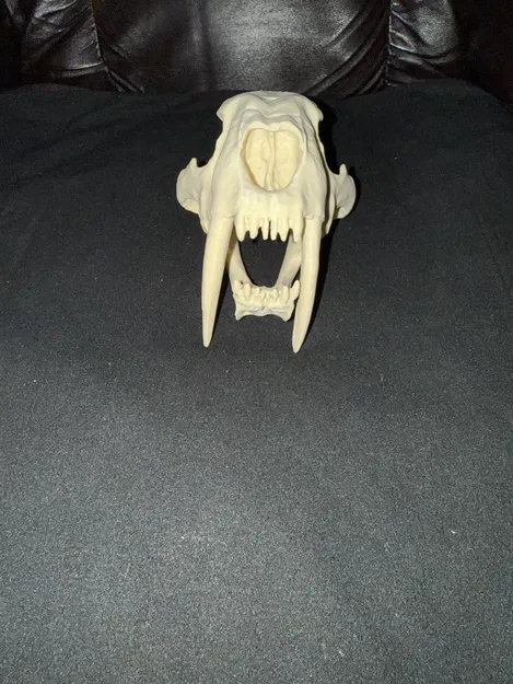 Đầu Lâu Hổ Răng Kiếm - Image 1