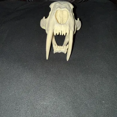 Đầu Lâu Hổ Răng Kiếm