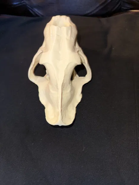 Đầu Lâu Hổ Răng Kiếm - Image 3