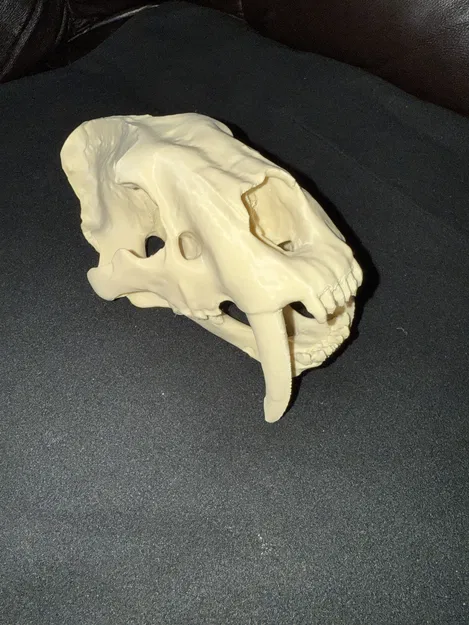 Đầu Lâu Hổ Răng Kiếm - Image 5