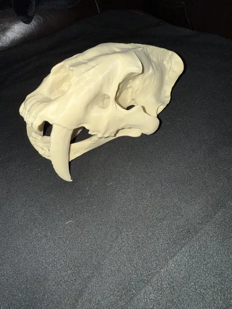 Đầu Lâu Hổ Răng Kiếm - Image 6