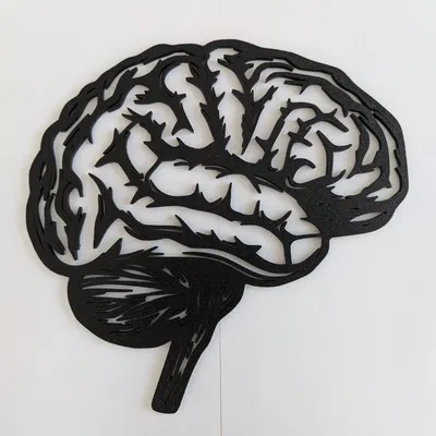 Mô Hình Não Người