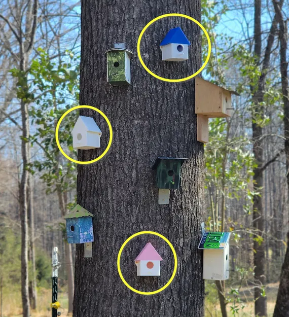 Mẫu Chuồng Chim Đơn Giản. In Một Mảnh. - Image 2