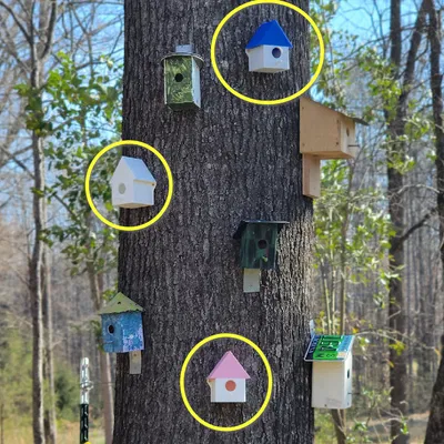 Mẫu Chuồng Chim Đơn Giản. In Một Mảnh.