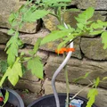 Kẹp Cây Cảnh (Plant Clip) - Thumbnail 2