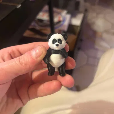 Gấu trúc nhỏ / Đa sắc màu