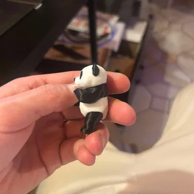 Gấu trúc nhỏ / Đa sắc màu