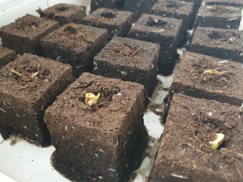 Khuôn làm/chặn đất trồng - in liền - Image 5