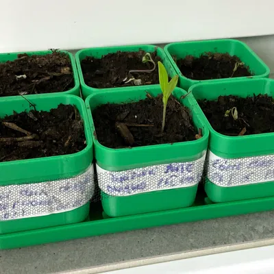 Bộ Khay Ươm Hạt Giống