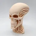 Tượng Đầu Người Ngoài Hành Tinh Khung Xương - Thumbnail 2