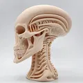 Tượng Đầu Người Ngoài Hành Tinh Khung Xương - Thumbnail 3