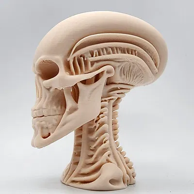 Tượng Đầu Người Ngoài Hành Tinh Khung Xương