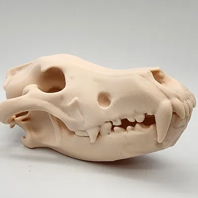 Hộp Sọ Sói Xám