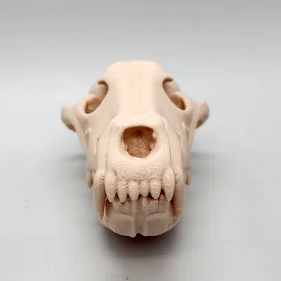 Hộp Sọ Sói Xám