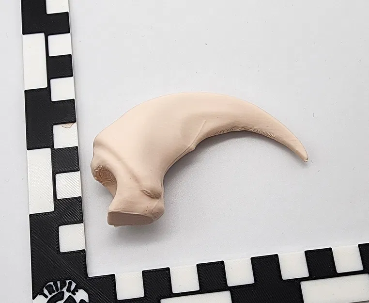 Móng Vuốt Gấu Bắc Mỹ Giả Lập - Image 2