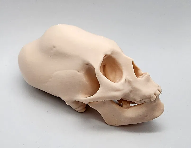 Hộp Sọ Người Peru Nữ Bị Bó Chặt - Image 1