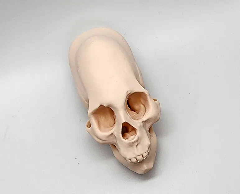 Hộp Sọ Người Peru Nữ Bị Bó Chặt - Image 2