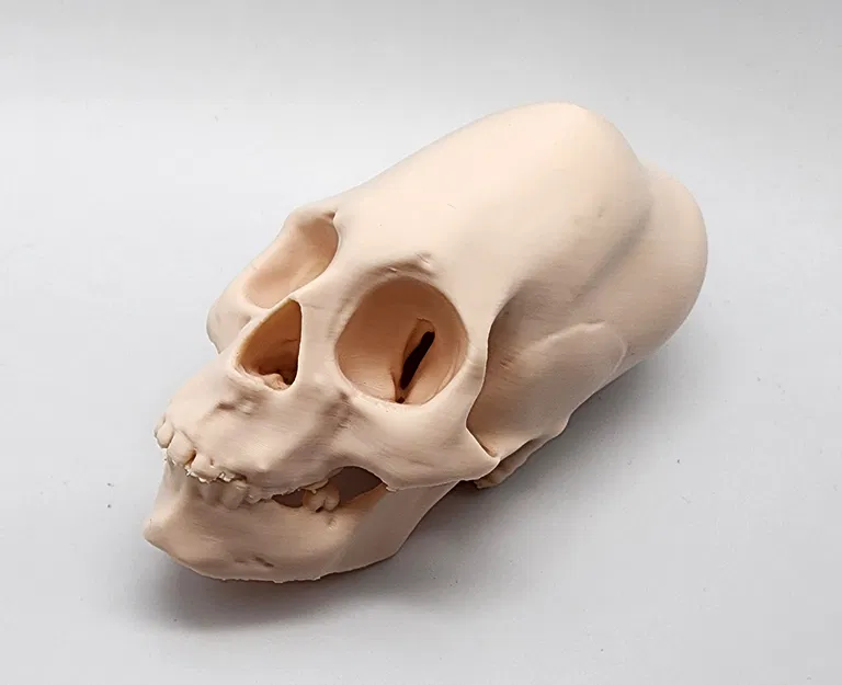 Hộp Sọ Người Peru Nữ Bị Bó Chặt - Image 3