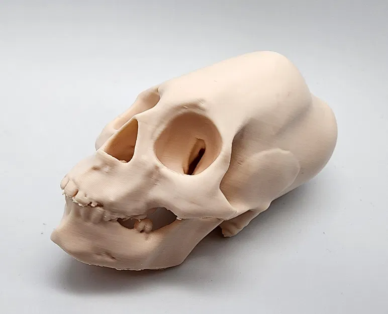 Hộp Sọ Người Peru Nữ Bị Bó Chặt - Image 4