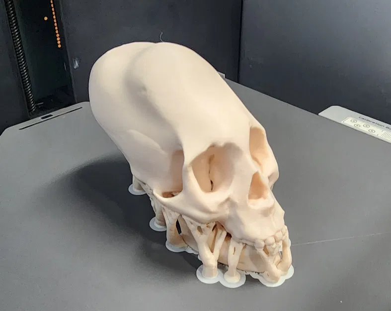 Hộp Sọ Người Peru Nữ Bị Bó Chặt - Image 6