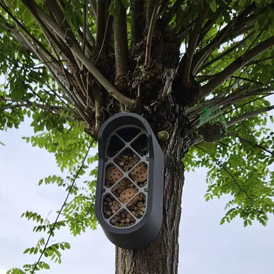 Thành phố côn trùng: Tiền đồn côn trùng đô thị