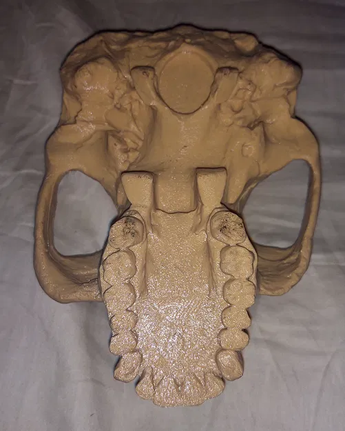 Mô hình Sọ Australopithecus Afarensis - Image 1