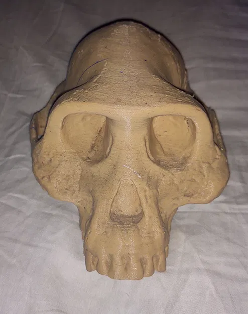 Mô hình Sọ Australopithecus Afarensis - Image 2