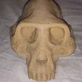 Mô hình Sọ Australopithecus Afarensis - Thumbnail 2