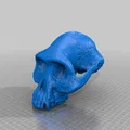 Mô hình Sọ Australopithecus Afarensis - Thumbnail 3