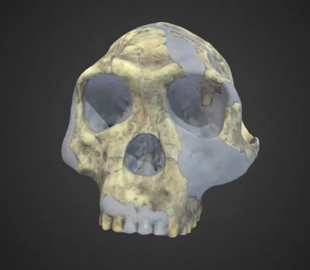 Mô hình Homo habilis - Image 1