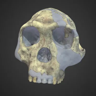 Mô hình Homo habilis