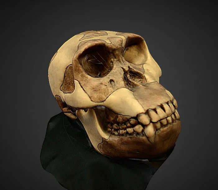 Mô hình Homo habilis - Image 1