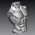Tượng Ngực Cơ Bắp Nam - Thumbnail 1