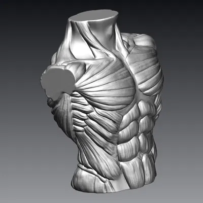 Tượng Ngực Cơ Bắp Nam