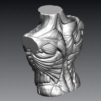 Tượng Ngực Cơ Bắp Nam