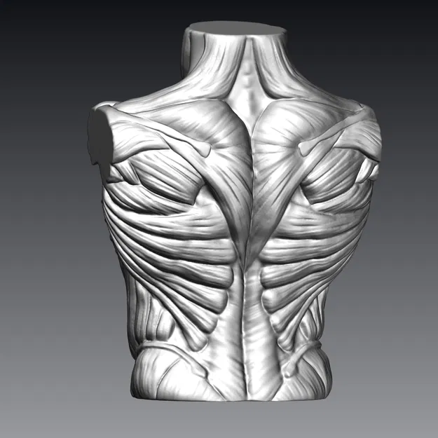 Tượng Ngực Cơ Bắp Nam - Image 4