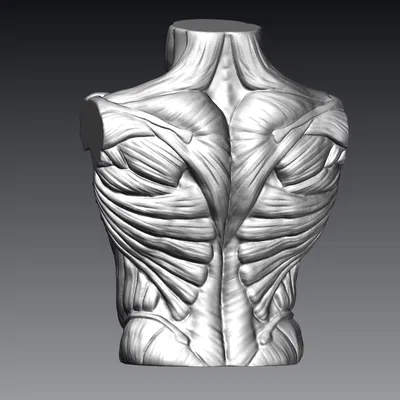 Tượng Ngực Cơ Bắp Nam