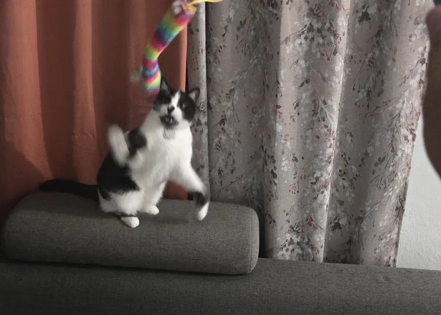 Phụ tùng sửa chữa và chuyển đổi đồ chơi cây roi cho mèo - Image 3