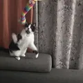 Phụ tùng sửa chữa và chuyển đổi đồ chơi cây roi cho mèo - Thumbnail 3