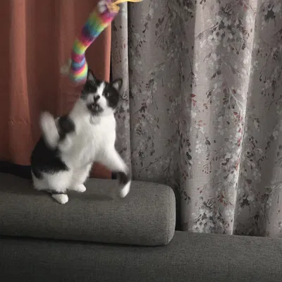 Phụ tùng sửa chữa và chuyển đổi đồ chơi cây roi cho mèo