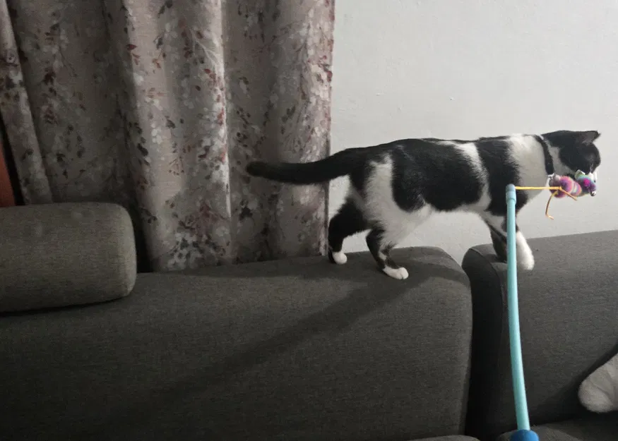 Phụ tùng sửa chữa và chuyển đổi đồ chơi cây roi cho mèo - Image 5