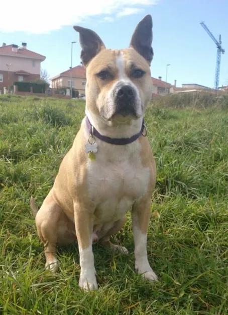 Mô hình Funko Chó American Staffordshire Terrier - Image 4