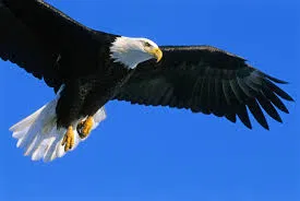 Tô DH (Ghi công nhà thiết kế tô nha) - Image 1