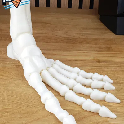 Bàn Chân Bộ Xương Khớp Toàn Diện In-Place