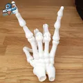 Mô Hình Bàn Tay Bộ Xương Khớp Hoạt Hình In Liền Mạch - Thumbnail 5