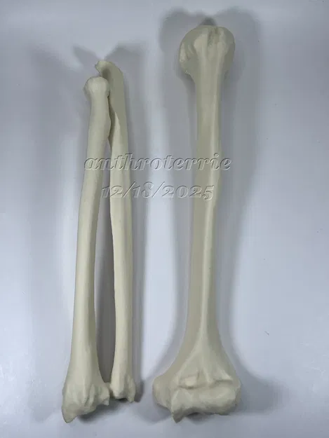 Xương Cánh Tay Trái - Image 1