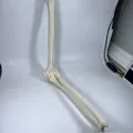 Xương Cánh Tay Trái - Thumbnail 3