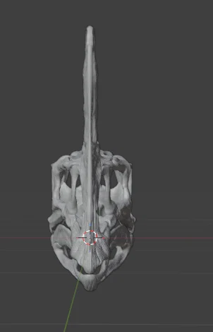 Hộp Sọ Oviraptor "Spike" - Image 2