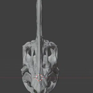 Hộp Sọ Oviraptor "Spike"